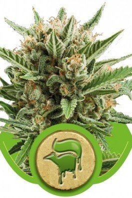 Sweet Skunk Automatica (Royal Queen Seeds)
